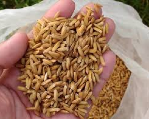 Rice Seeds